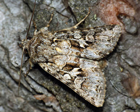 Hada plebeja (Linnaeus, 1761) 