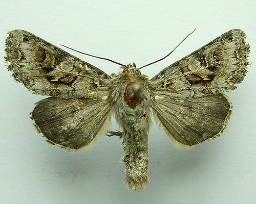 Hada plebeja (Linnaeus, 1761) 