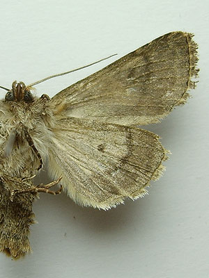 Hada plebeja (Linnaeus, 1761) 