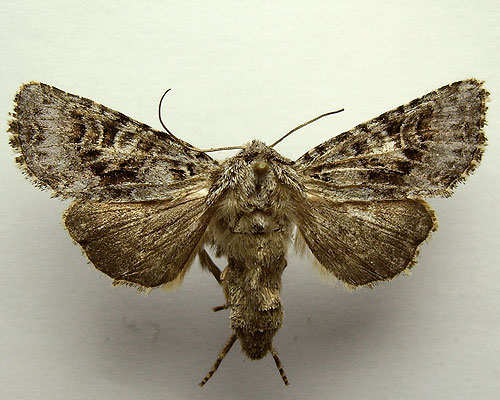 Hada plebeja (Linnaeus, 1761) 