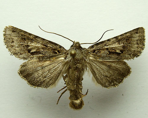 Hada plebeja (Linnaeus, 1761) 