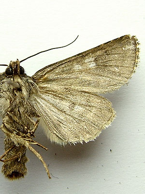 Hada plebeja (Linnaeus, 1761) 