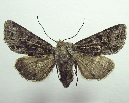 Hada plebeja (Linnaeus, 1761) 