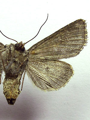 Hada plebeja (Linnaeus, 1761) 