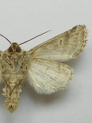 Saragossa siccanorum (Staudinger 1870) 