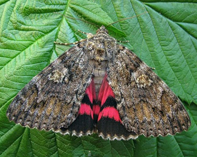 Catocala sponsa (Linnaeus, 1767) 
