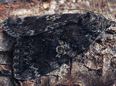 Catocala sponsa (Linnaeus, 1767) 