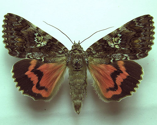 Catocala sponsa (Linnaeus, 1767) 