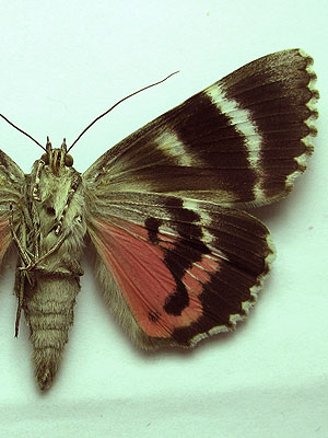 Catocala sponsa (Linnaeus, 1767) 