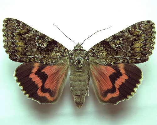 Catocala sponsa (Linnaeus, 1767) 