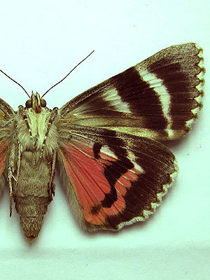 Catocala sponsa (Linnaeus, 1767) 