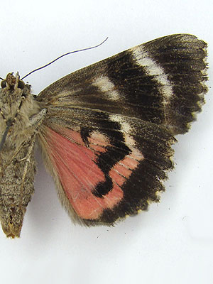Catocala sponsa (Linnaeus, 1767) 