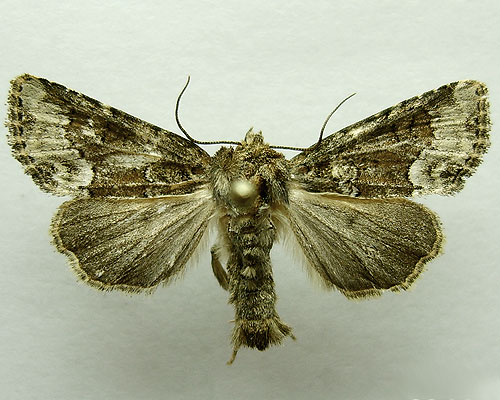 Oligia strigilis (Linnaeus, 1758) Oligia strigilis (Linnaeus, 1758)