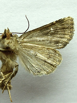 Oligia strigilis (Linnaeus, 1758) Oligia strigilis (Linnaeus, 1758)