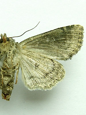 Oligia strigilis (Linnaeus, 1758) Oligia strigilis (Linnaeus, 1758)