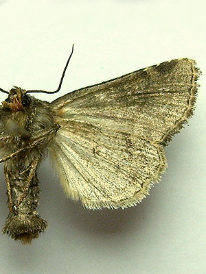 Oligia strigilis (Linnaeus, 1758) Oligia strigilis (Linnaeus, 1758)