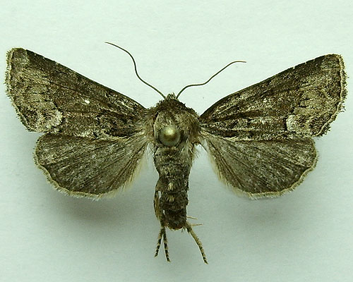Oligia strigilis (Linnaeus, 1758) Oligia strigilis (Linnaeus, 1758)