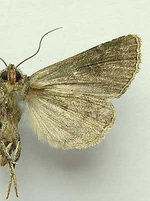 Oligia strigilis (Linnaeus, 1758) Oligia strigilis (Linnaeus, 1758)