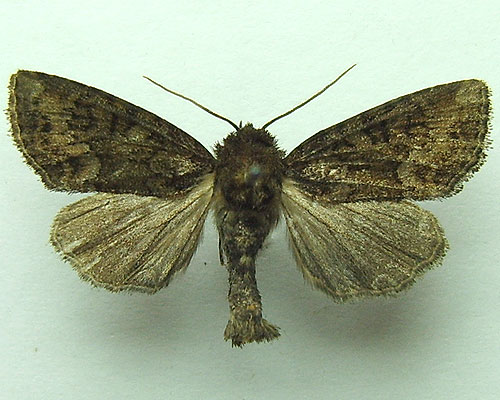 Oligia strigilis (Linnaeus, 1758) Oligia strigilis (Linnaeus, 1758)