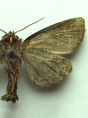 Oligia strigilis (Linnaeus, 1758) Oligia strigilis (Linnaeus, 1758)