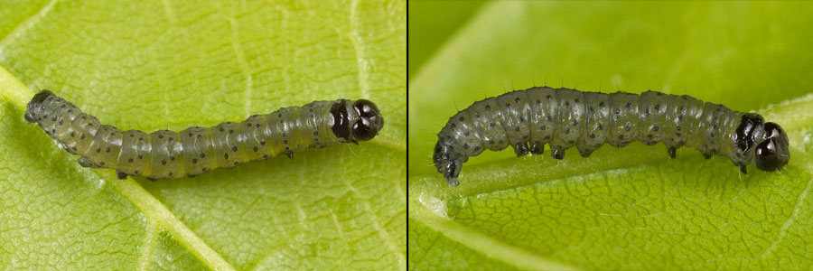 Ipimorpha subtusa (Denis & Schiffermuller, 1775) Ipimorpha subtusa (Denis & Schiffermuller, 1775)