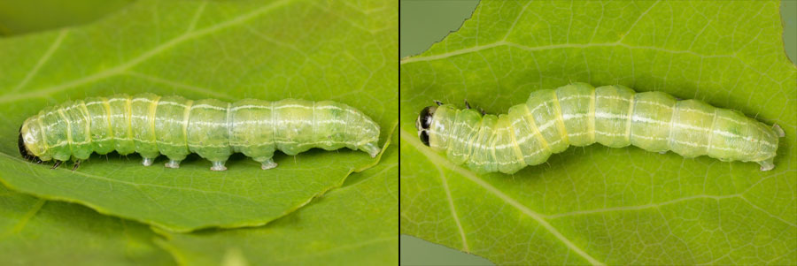 Ipimorpha subtusa (Denis & Schiffermuller, 1775) Ipimorpha subtusa (Denis & Schiffermuller, 1775)
