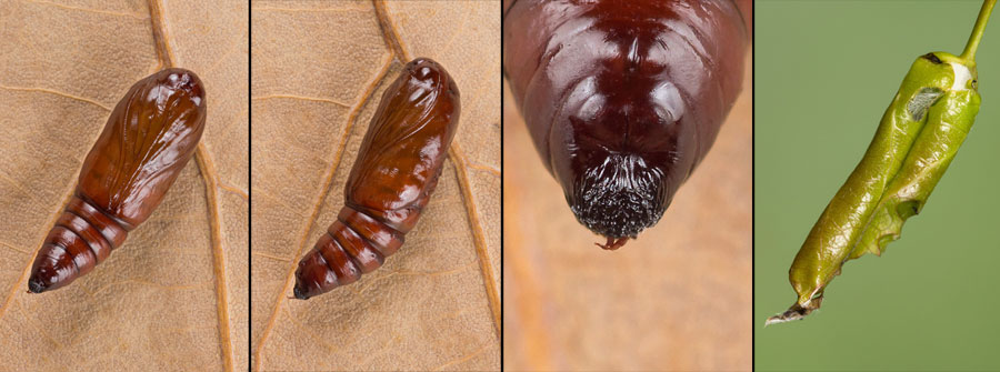 Ipimorpha subtusa (Denis & Schiffermuller, 1775) Ipimorpha subtusa (Denis & Schiffermuller, 1775)
