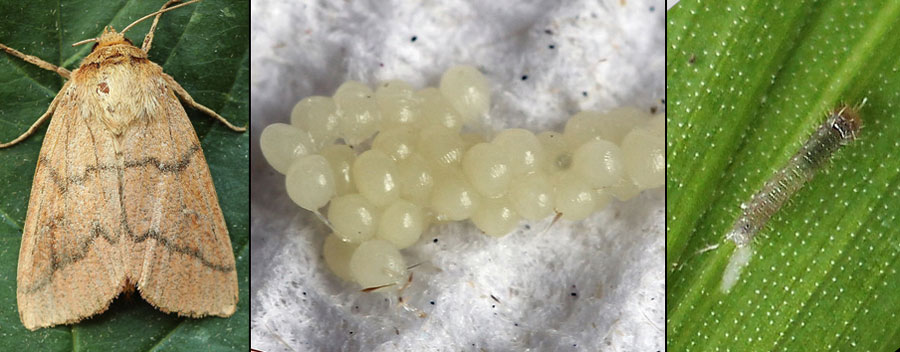 Mythimna turca (Linnaeus, 1761) 