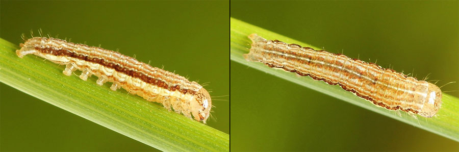 Mythimna turca (Linnaeus, 1761) 