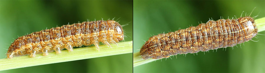 Mythimna turca (Linnaeus, 1761) 