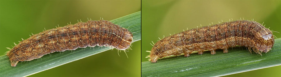 Mythimna turca (Linnaeus, 1761) 