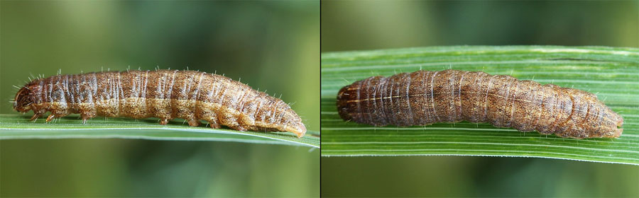Mythimna turca (Linnaeus, 1761) 