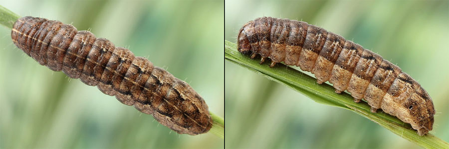 Mythimna turca (Linnaeus, 1761) 