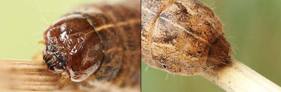 Mythimna turca (Linnaeus, 1761) 