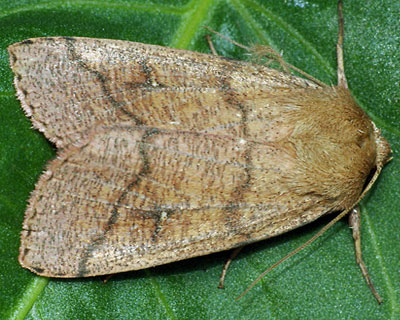 Mythimna turca (Linnaeus, 1761) 