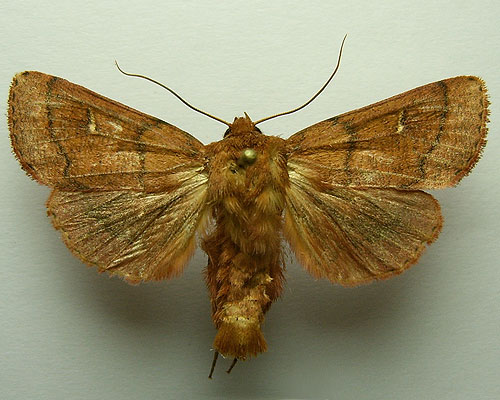 Mythimna turca (Linnaeus, 1761) 