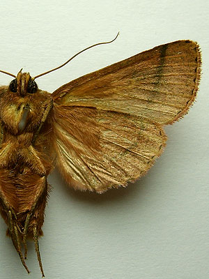 Mythimna turca (Linnaeus, 1761) 