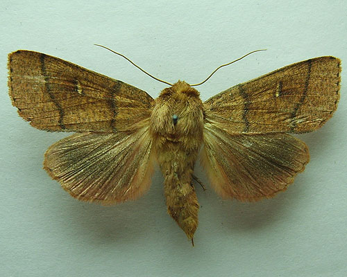 Mythimna turca (Linnaeus, 1761) 