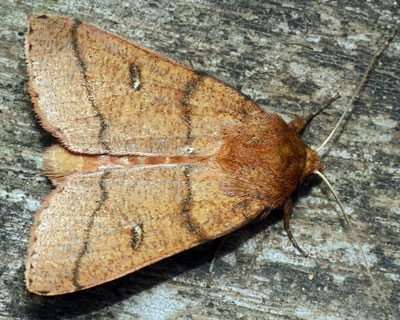 Mythimna turca (Linnaeus, 1761) 