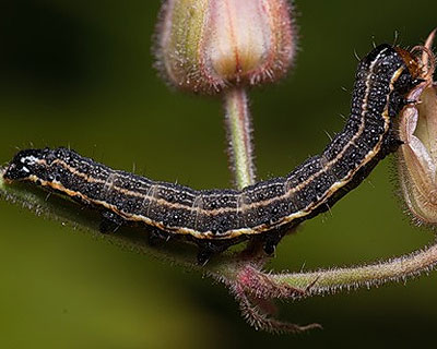 Pyrrhia umbra (Hufnagel, 1766) 