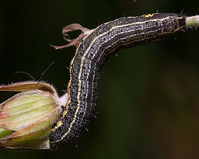 Pyrrhia umbra (Hufnagel, 1766) 