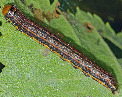 Pyrrhia umbra (Hufnagel, 1766) 