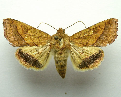 Pyrrhia umbra (Hufnagel, 1766) 