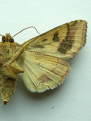 Pyrrhia umbra (Hufnagel, 1766) 