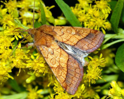 Pyrrhia umbra (Hufnagel, 1766) 