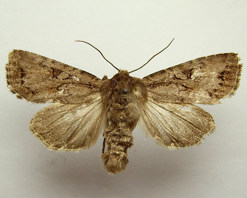Apterogenum ypsillon (Denis & Schiffermuller, 1775) 