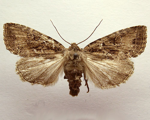 Apterogenum ypsillon (Denis & Schiffermuller, 1775) 