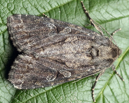 Apterogenum ypsillon (Denis & Schiffermuller, 1775) 