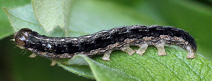 Apterogenum ypsillon (Denis & Schiffermuller, 1775) 