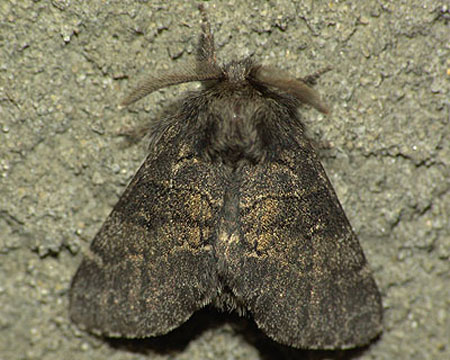 Gluphisia crenata (Esper, 1785) ТЕМНО-СЕРЫЙ ВОЛНИСТЫЙ ШЕЛКОПРЯД 